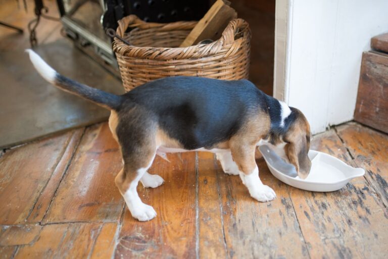 Cane che mangia dalla ciotola