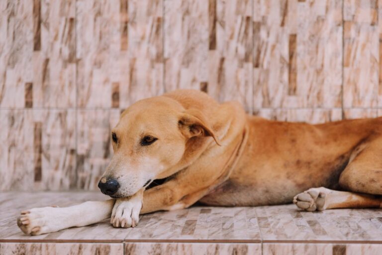 Cane che riposa sul pavimento al fresco d estate