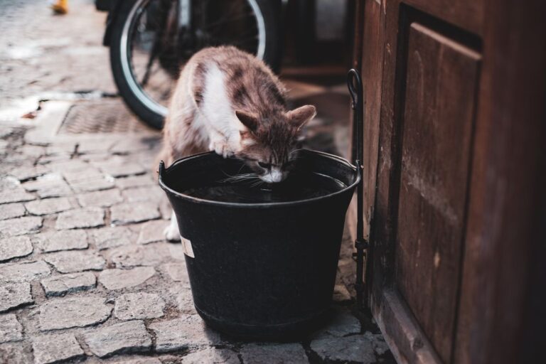 Gatto che beve acqua corrente