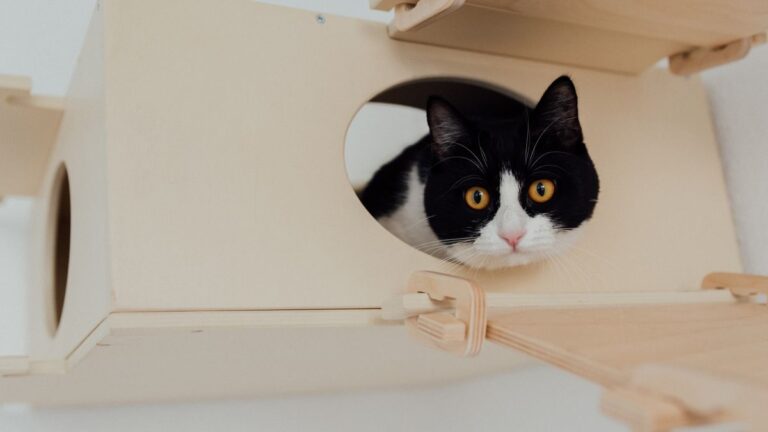 Gatto bianco e nero che si affaccia dall apertura di una cassa chiusa