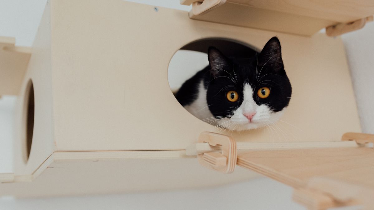Gatto bianco e nero che si affaccia dall apertura di una cassa chiusa